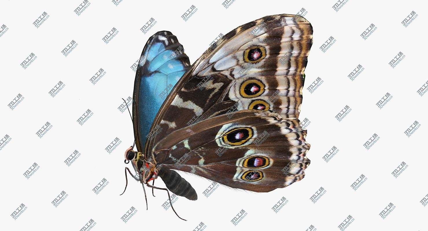 images/goods_img/2021040235/3D Morpho Peleides Butterfly Rigged with Fur/2.jpg